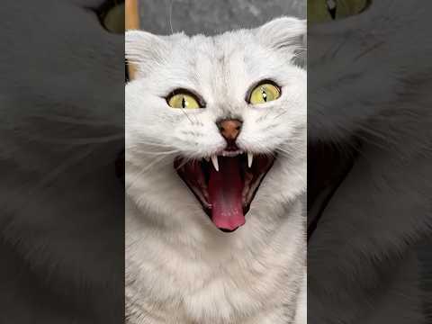 Sonya seems to be ready for school😸 #cats #cat #funny