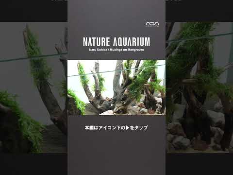 [ADAview] Musings on Mangroves マングローブに思いを馳せて  -W1200mm Nature Aquarium Layout-