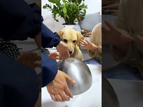 El Perro Se Cansa De Perder… Y Su Venganza Sorprende 😱🐶