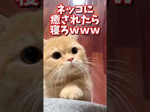 猫の動画サムネイル - ネッコの動画で癒されたら寝ろｗｗｗ　#2ch  #動物  #猫 #癒やし #ねこ動画