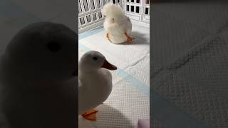 アヒノコ(アヒルタケノコ)の季節になりました #shorts