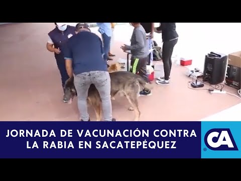 Durante el mes de octubre se realizan jornadas de vacunación contra la rabia en Sacatepéquez