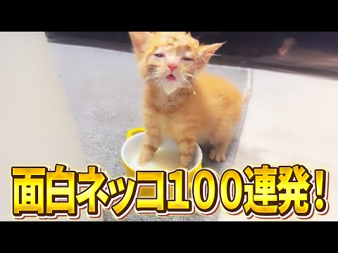 【息継ぎ息継ぎ!w】ツッコミどころ満載な猫のおもしろ動画100連発!(鳴き声、子猫、かわいい)