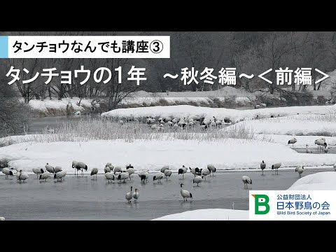 【#日本野鳥の会】タンチョウなんでも講座③「タンチョウの1年 ~秋冬編<前編>~」