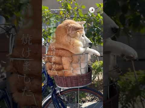 犬の動画サムネイル - 焼き上がりましたよー🍞｜PECO