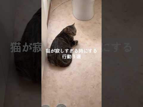猫が寂しいときに取る行動とその対策｜保護猫のかわいい瞬間も満載 サムネイル
