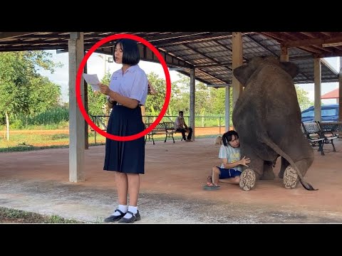 เหลือเชื่อ❗️ช้างนั่ง~ฟังเพลง-ฉ เหลือเชื่อ❗️ช้างนั่ง~ฟังเพลง-ฉ