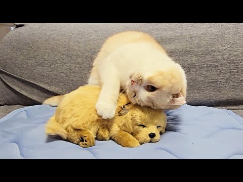 自分の布団で知らない子犬が寝てたら猫がこうなりました...