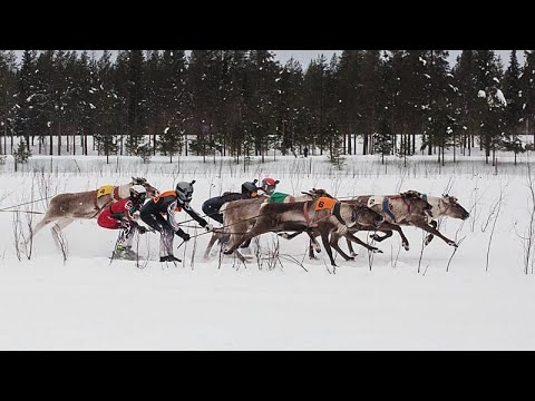 Finlandia, corse di renne richiamano la folla nel nord ghiacciato vicino al confine russo