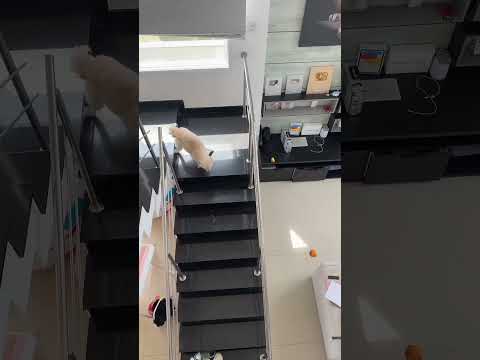 SLINK É MUITO RÁPIDO