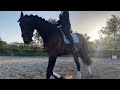 Horse Te koop: Maestro Haarman
