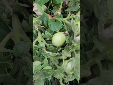Broken Tomato Stem From The Weight Of The Tomatoes
