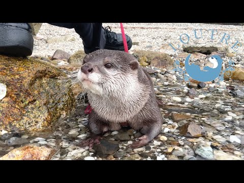 Otter Experiencing Seawater For The First Time