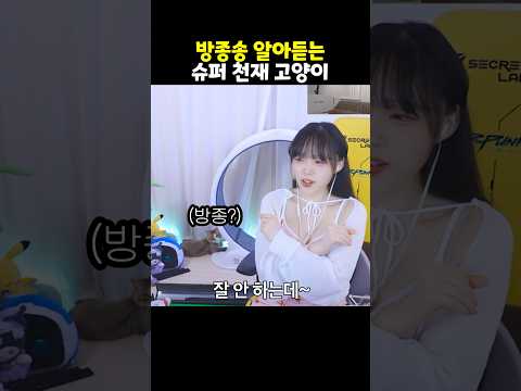 방종송 알아듣고 반응하는 천재 고양이