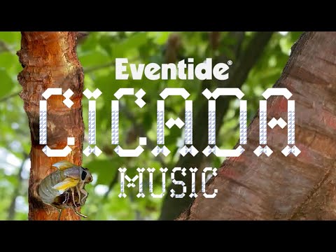 Eventide Cicada Music feat. Blackhole, Physion & Omnipressor Plug-ins #shorts