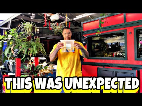THIS WAS UNEXPECTED!! THIS WAS UNEXPECTED!!

We have another video for you! The unexpected happened! Anything can happen w