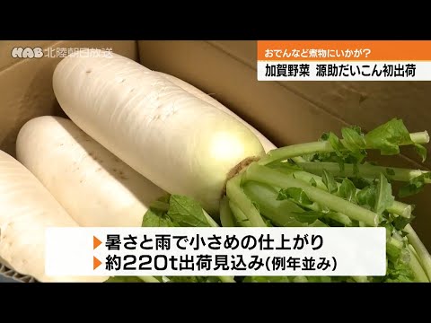 おでんにいかが？加賀野菜「源助だいこん」の初出荷