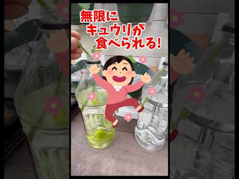 無限きゅうり栽培法 #再生栽培 #水耕栽培 #家庭菜園#きゅうり