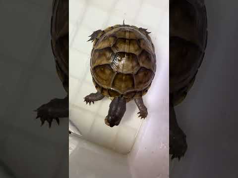 昆虫が大好物のミツユビハコガメ #turtle
