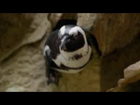 Lockdown leaves aquarium penguins stressed
