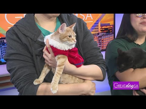 Empty the Shelters Pet Adoptions | Great Day SA