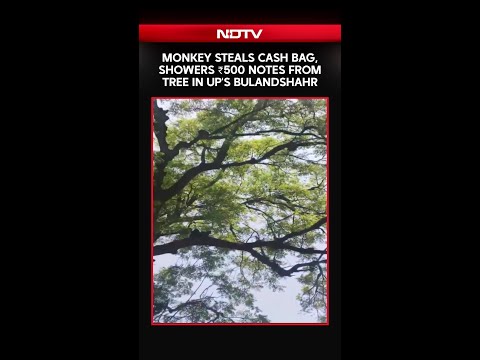 Uttar Pradesh News | Monkey's Cash Heist! ₹500 Notes Rain From Tree In UP's Bulandshahr