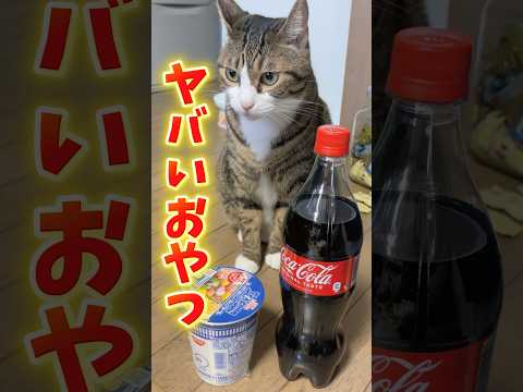 Qちゃんのおやつタイム｜かわいい猫の表情と楽しいシーン サムネイル