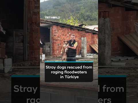Firefighters and residents rescue stray <strong>dogs</strong> trapped <strong>in</strong> floodwaters <strong>in</strong> Türkiye