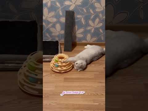 Кошка никогда не ошибается в людях🐈 #рекомендации #cat #shorts #кот #веселыекоты #животные