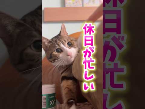 猫の動画サムネイル - Qちゃん休日が大忙し#cats#shorts #球太