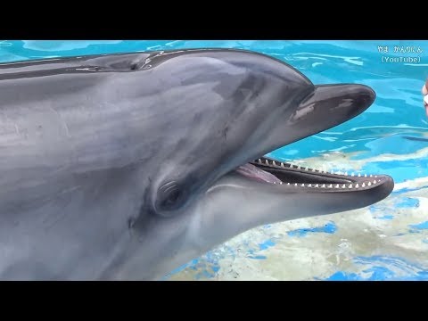 イルカにいやされる動画 / 名古屋港水族館