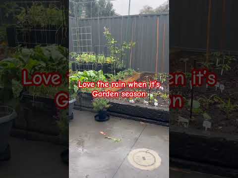 Garden lovers #gardening #growyourownfood #rain #rainsounds
