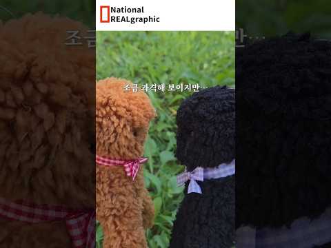 양들의 <strong>이상한</strong> 습성 🐑