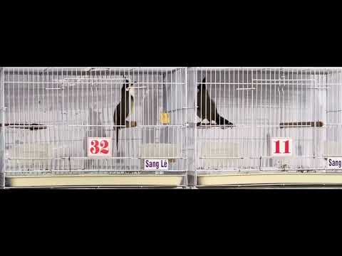 Mã 32 mã 11 4 ngày lồng gấu 🐻🌾 êm