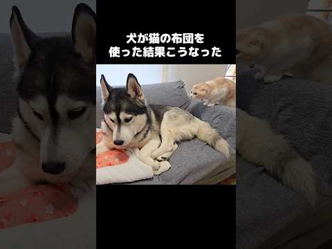 自分の布団を犬が使ってた結果...笑#shorts