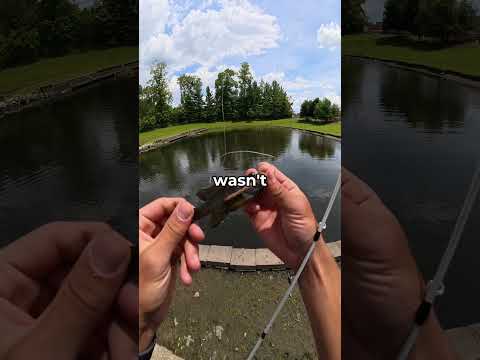 I fished at a <strong>Walmart</strong> pond