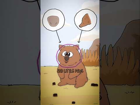 "The CUTEST Aussie Animal You’ve NEVER Seen Like This! 🐾🇦🇺"#Wombat