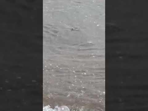 【波打ち際の命がけの戦略】ボラの仔魚が浅瀬に集まる理由とは?波打ち際を覗いてみると、キラキラと輝く無数の小魚が群れて泳いでいるのを見かけることがあります。