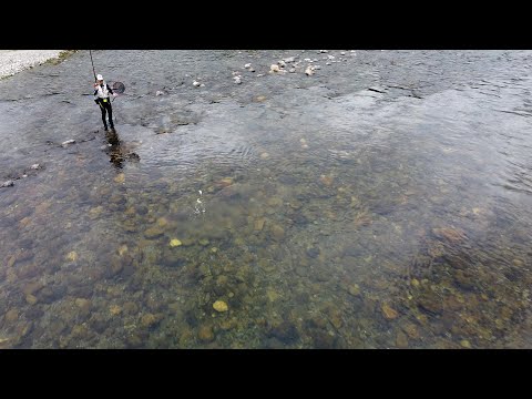 【鮎】川一面アユだらけ 三重県大内山川 背掛かりDNA鮎