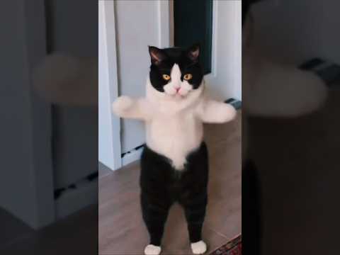 Cute cat funny dance#dancingcat #cuteanimal #cuteanimal
