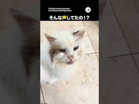 かわいい猫のご飯お返事動画と飼い主さんの対応例 サムネイル