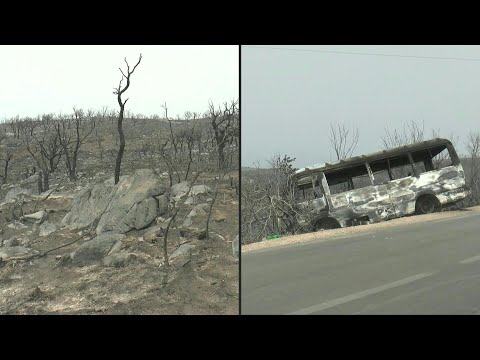 Devastation after deadly Algeria forest fires | AFP