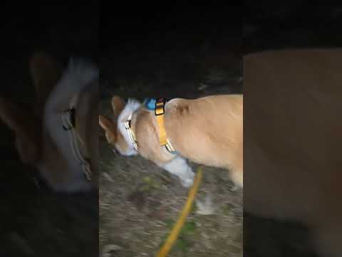 Gimli!  Night before surgery #corgi #puppy #cutedog #pets #shorts #cute