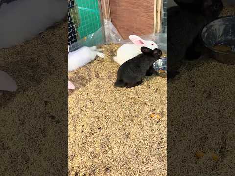 Cute white rabbit #cuteanimals #pets #cute #rabbit