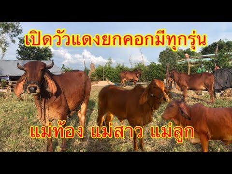 เปิดว้วแดงยกคอกมีทุกรุ่น-แม่ท้ เปิดว้วแดงยกคอกมีทุกรุ่น-แม่ท้