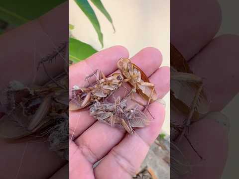 Ohh omg,,,they gone 😭😭#life #nature #naturelover #insects #love