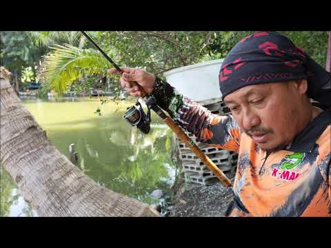 ตกปลาทับทิม--วิธีตกแบบ...บาล้า ตกปลาทับทิม--วิธีตกแบบ...บาล้า