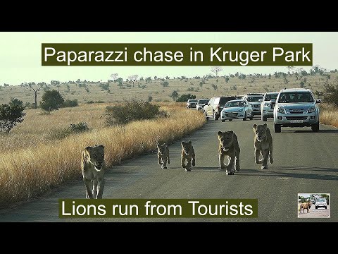 Lions on the Run from Tourists!  Satara Pride’s Struggle for Peace in Kruger Park