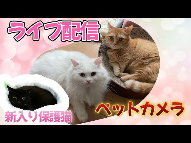 🐾 ご視聴ありがとうございます 🐾

このライブ配信では、保護猫「くろまる」の様子を定点カメラでお届けしています。
音声は入っていませんが、心地よいBGMを流していますので、作業用や癒し時間にどうぞ✨

🎥 他にも編集した猫動画を投稿しています →  
https://www.youtube.com/channel/UCGo1AJw8lUUuLkYKc3bct0w

⏰ 毎週水曜15時に新作動画公開中！

🐱 登場猫たち 🐱  
・ポン（茶トラ・マンチカン）  
・なな（白猫・ラガマフィン）  
・くろまる（保護猫・黒猫）  

📱 Instagramやブログでも日常をシェア中♪  
Instagram: https://www.instagram.com/●●（←リンクに書き換えてね）

🙇‍♀️ チャンネル登録・高評価していただけると励みになります！

#保護猫 #猫ライブ #癒し #catlive #猫好きさんと繋がりたい