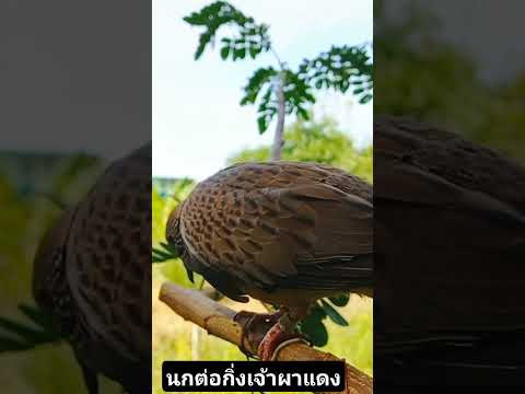 นกเขาใหญ่ต่อกิ่งนกเขานกต่อต